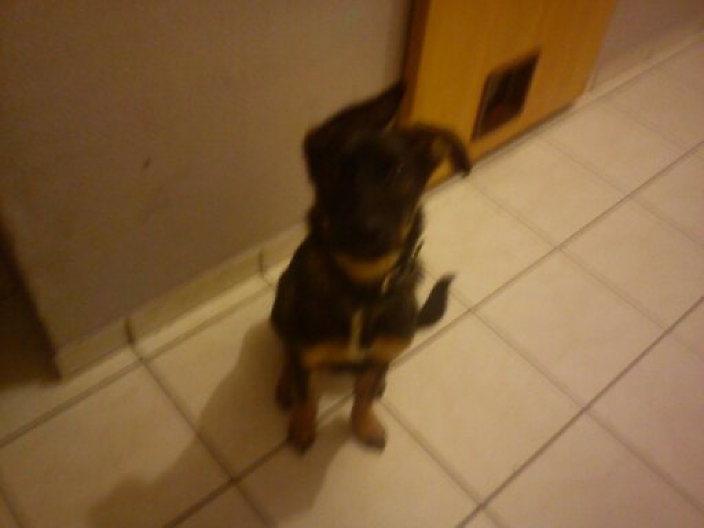 Hund abzugeben Schäferhund