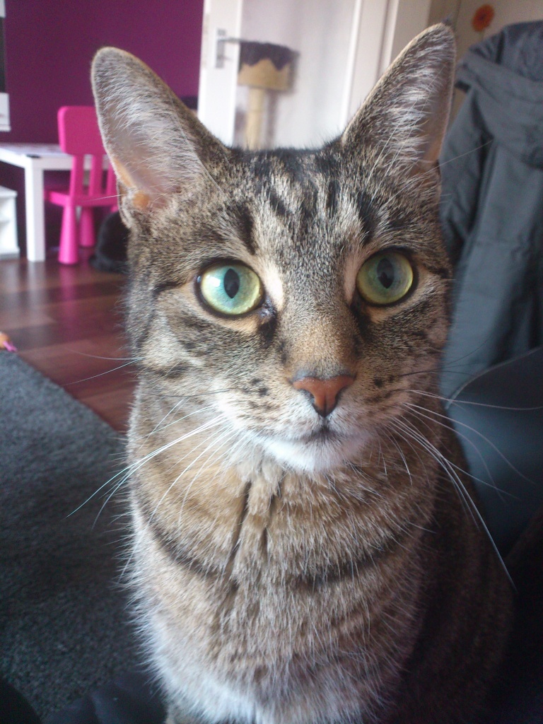 Verschmuster Tiger Liebevolle Katze Suchen Neues Zuhause