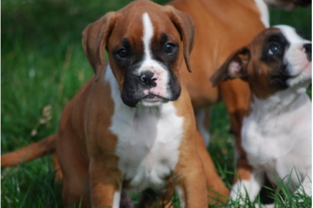 Hunde - Rassehunde - Boxer Tieranzeigen Seite 3