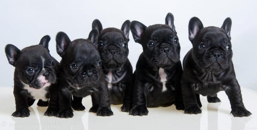 Traumhaft süße Franz. Bulloggen Welpen weiß bis weiß/ schwarz Französische Bulldogge