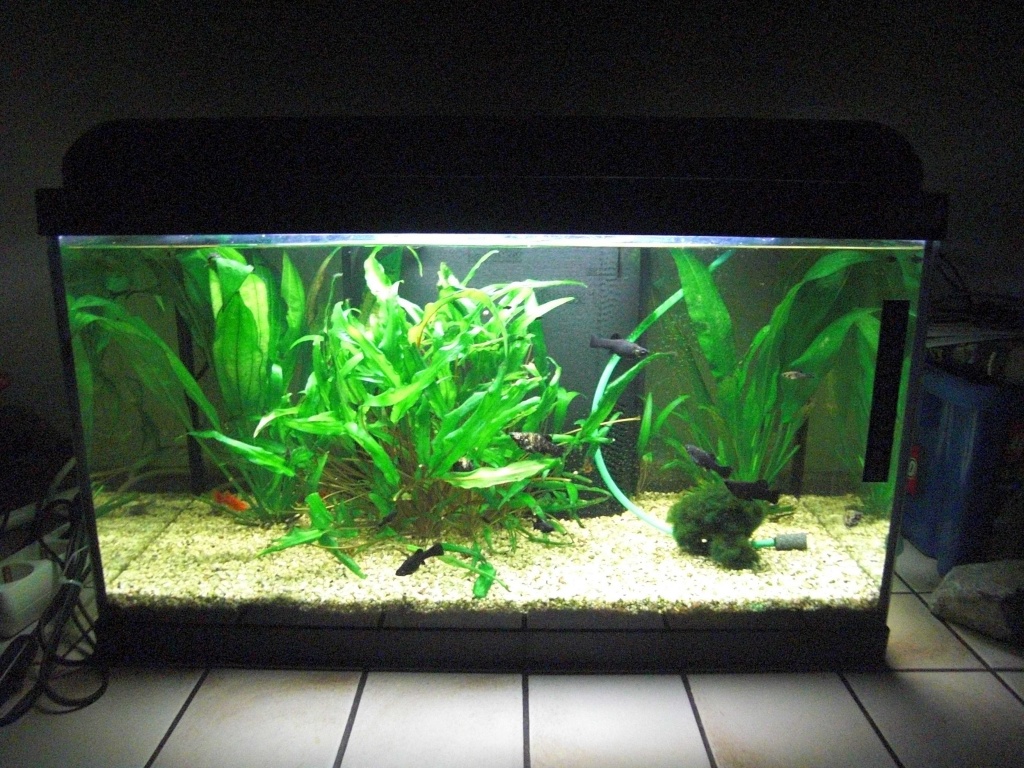 Aquarium 60l Wie Viele Fische
