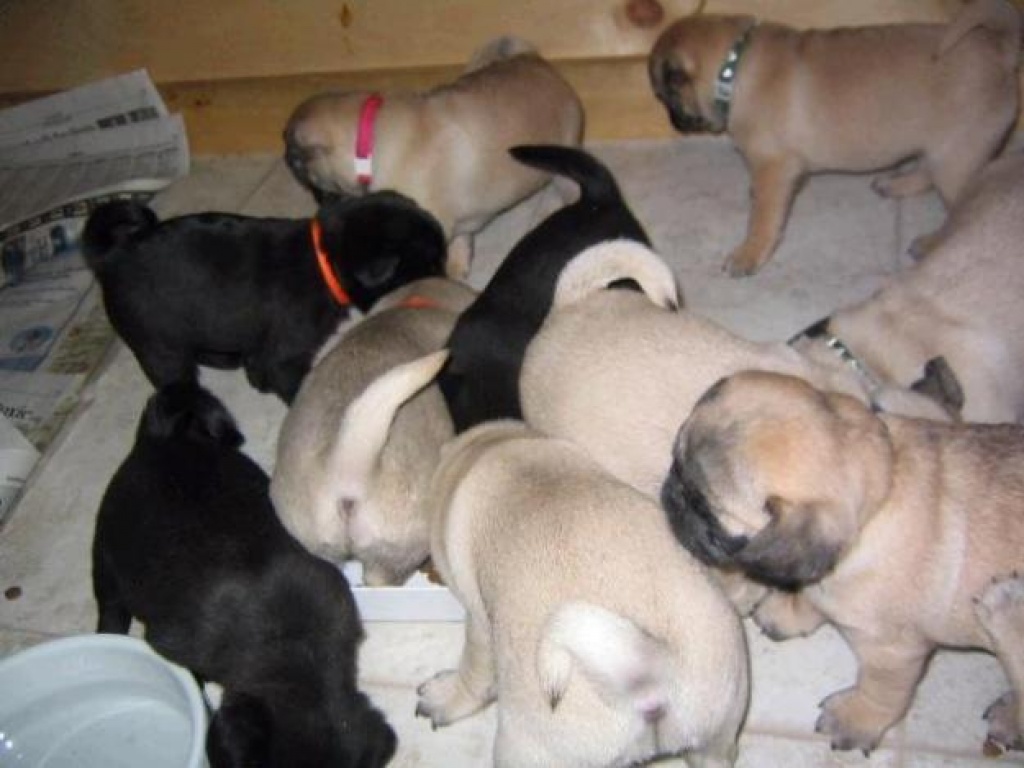 Süssen reinrassige Mops welpen Mops