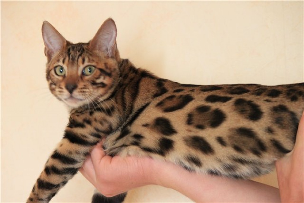 Tieranzeigen Bengalkatzen Kleinanzeigen