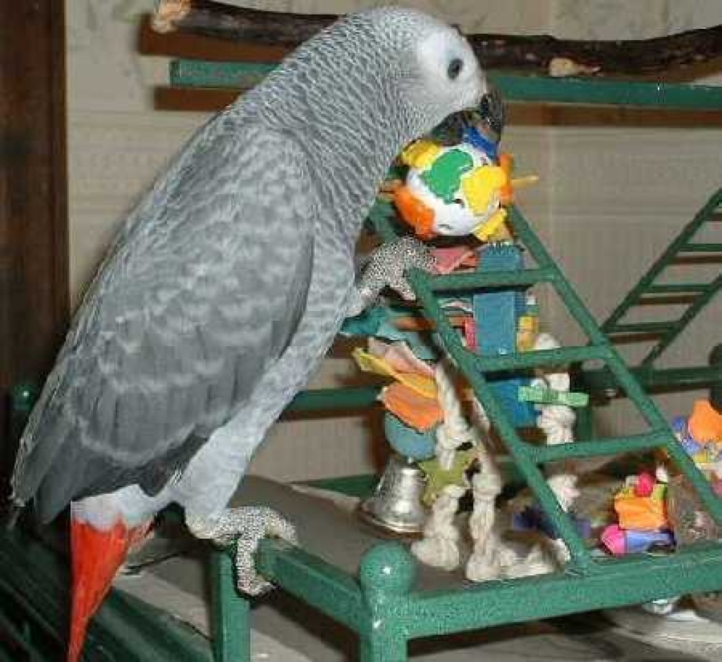 Dowman Neuware Vogel Papagei Graupapagei ca 23cm groß 