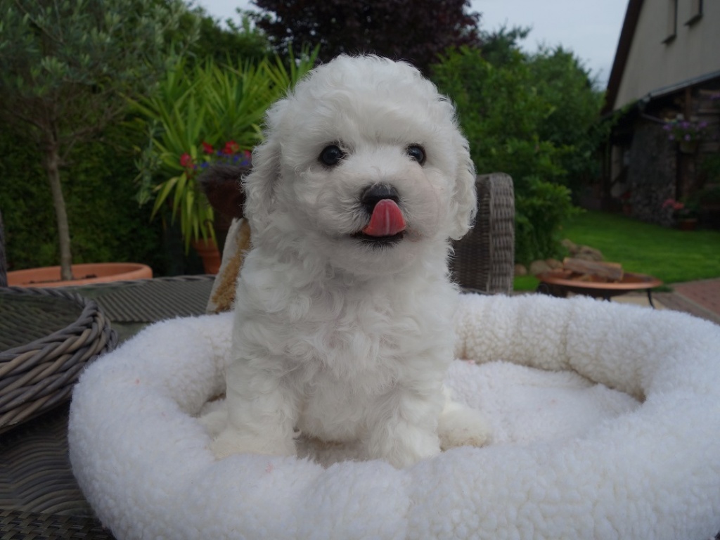 Tieranzeigen Wohnungshund Kleinanzeigen