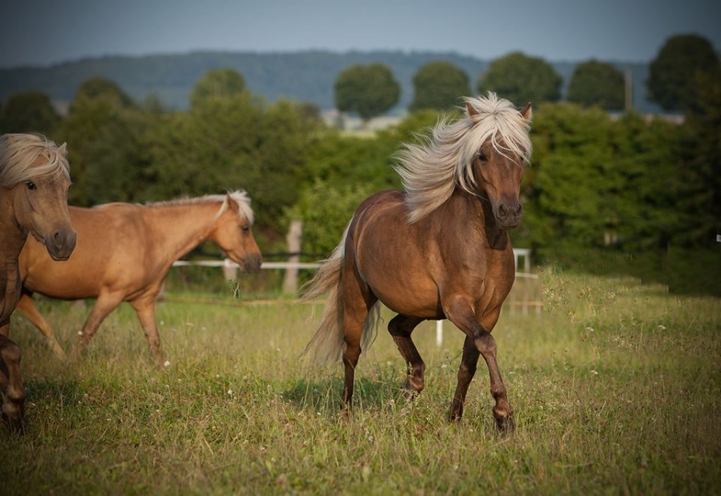 Pferde - Ponys und Kleinpferde Tieranzeigen Seite 1