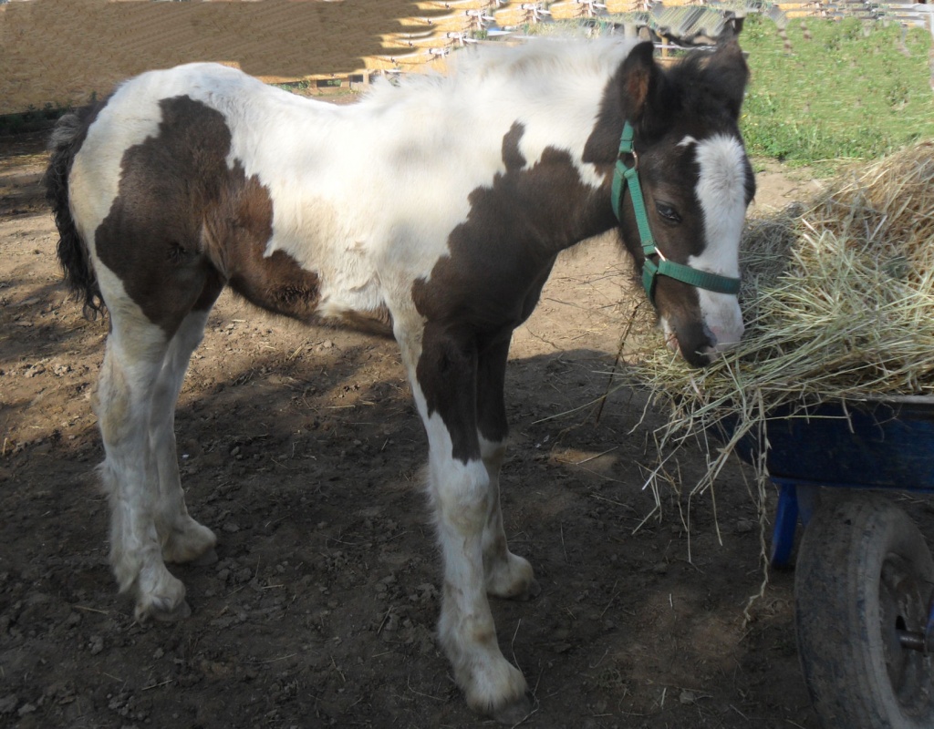 Pferde - Fohlen Tieranzeigen