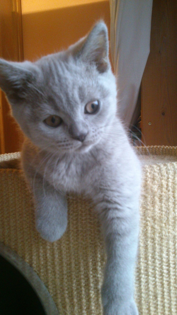 Birma Katze Suedtirol - Birma Katze Red