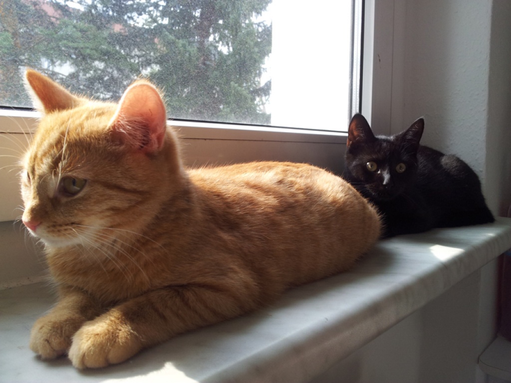 Tieranzeigen Hauskatzen Kleinanzeigen