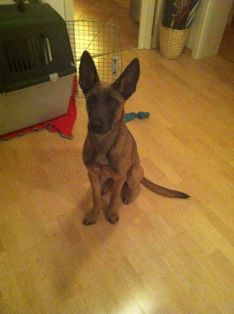 Malinois ipo immagini disegni hunde
