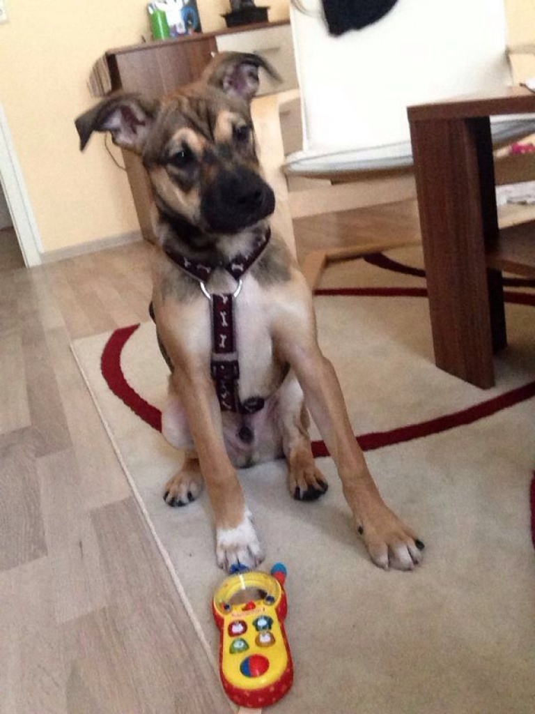 Boxer Mischling. sucht neues zuhause Mischlinge
