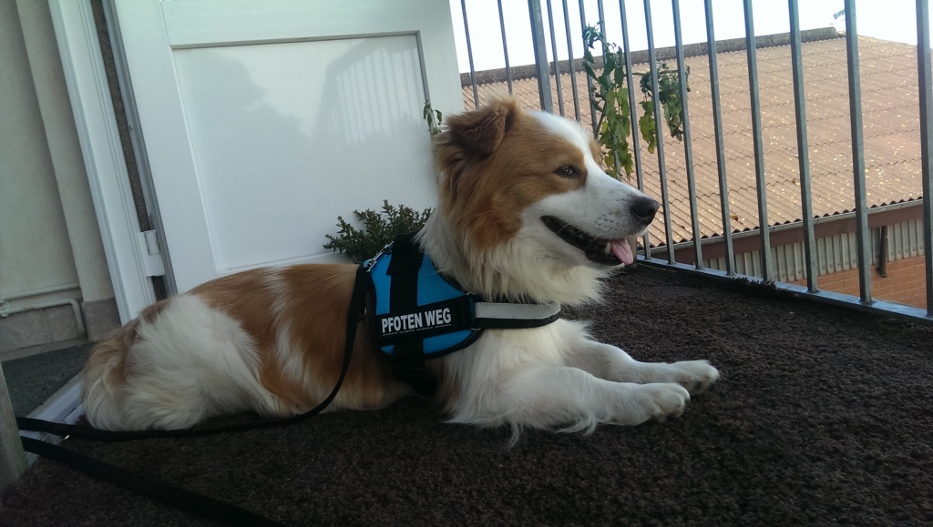 Tieranzeigen Familienfreundliche Kleinanzeigen