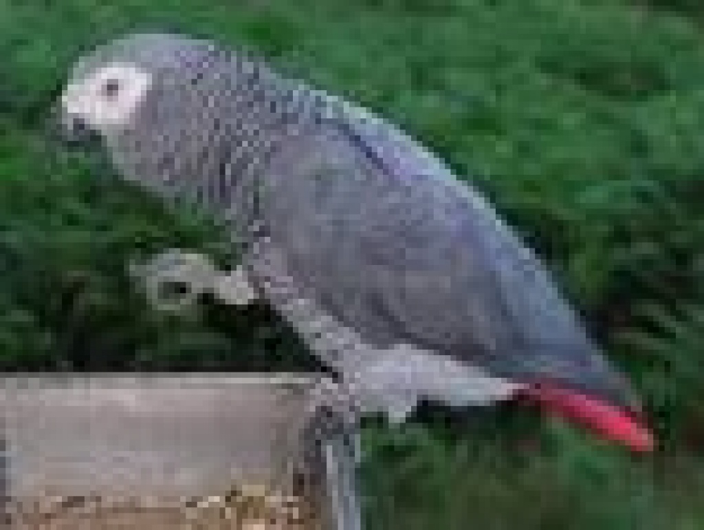 18cm groß Cornelißen Neuware Vogel Papagei Graupapagei  ca 