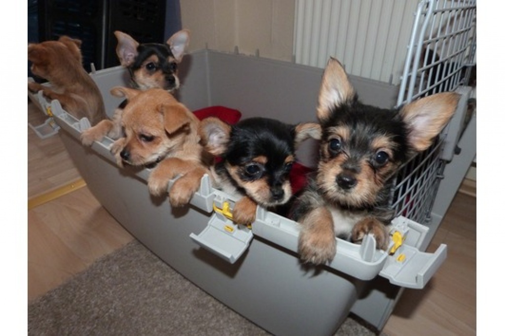 Hunde Mischlinge Tieranzeigen Seite 12