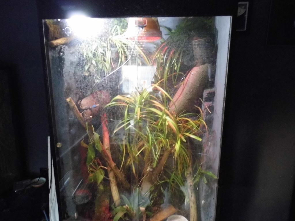 Reptilien Geckos Tieranzeigen Seite 4