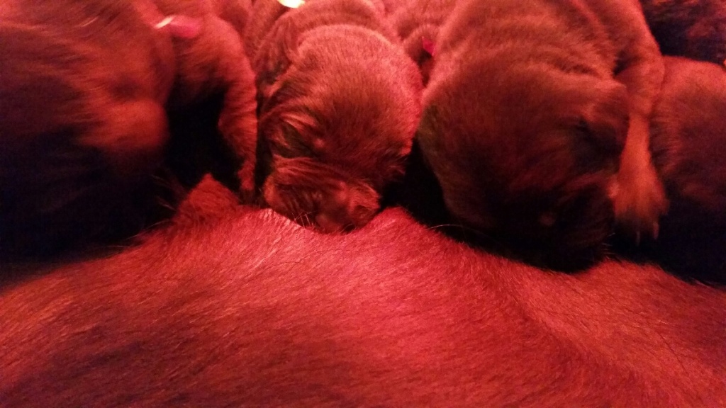 Hunde Rassehunde Labrador Tieranzeigen Seite 8