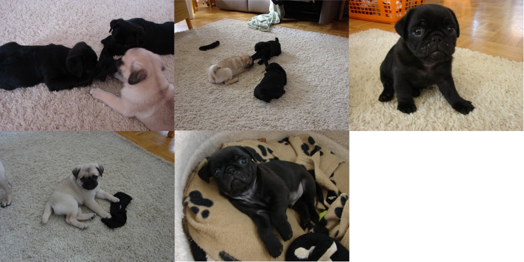 Süße Mops Welpen zu verkaufen! Mops