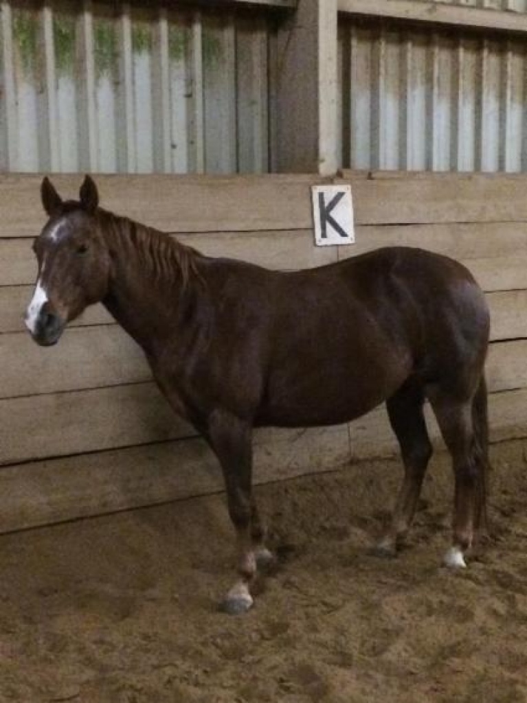 Pferde Großpferde Tieranzeigen Seite 2