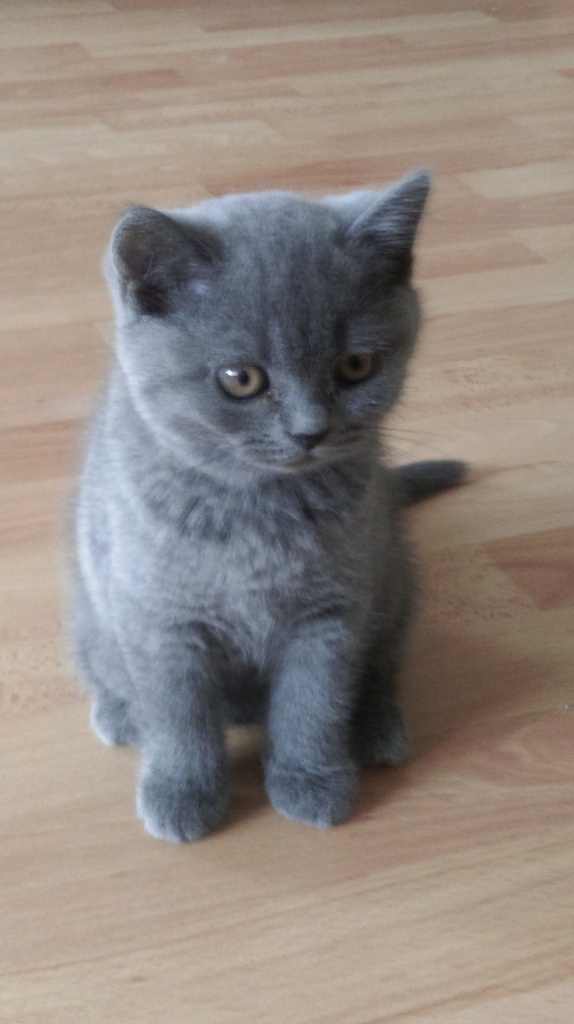 Katzen Rassekatzen British Kurzhaar Tieranzeigen Seite 8