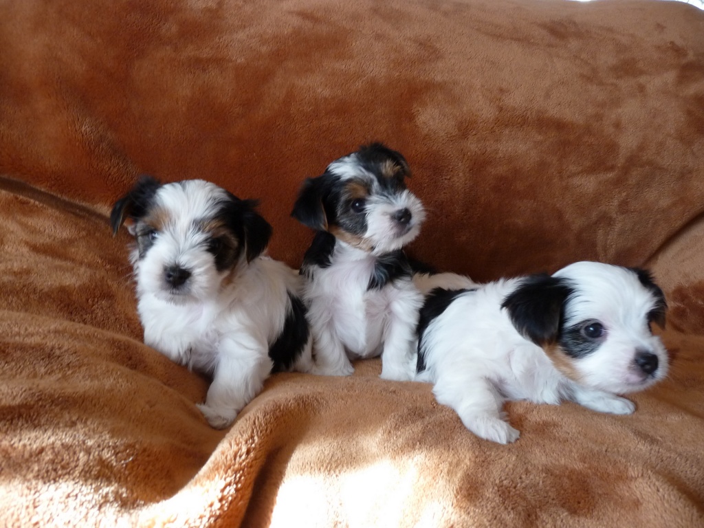 biewer yorkshire terrier welpen