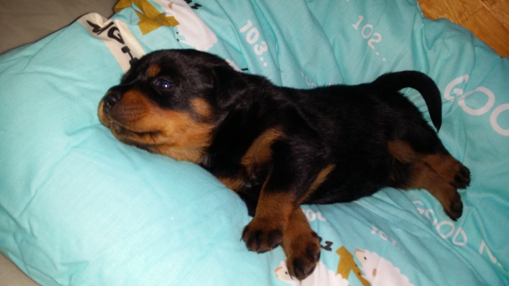 Baby hund kennenlernen