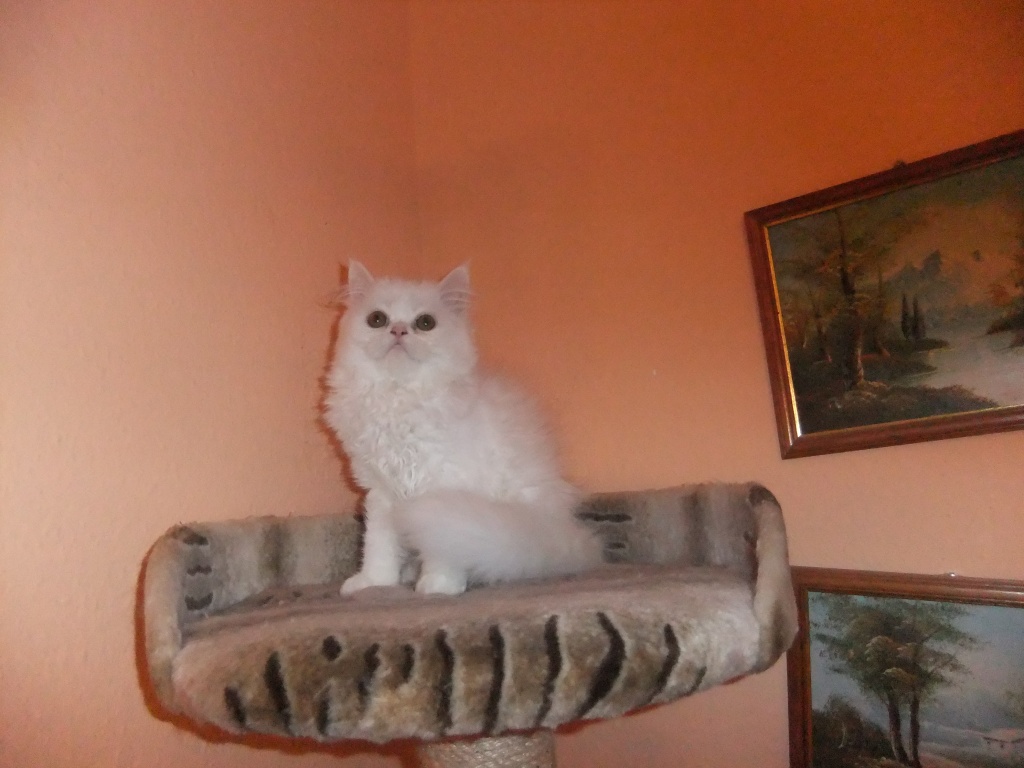 Katzen kennenlernen