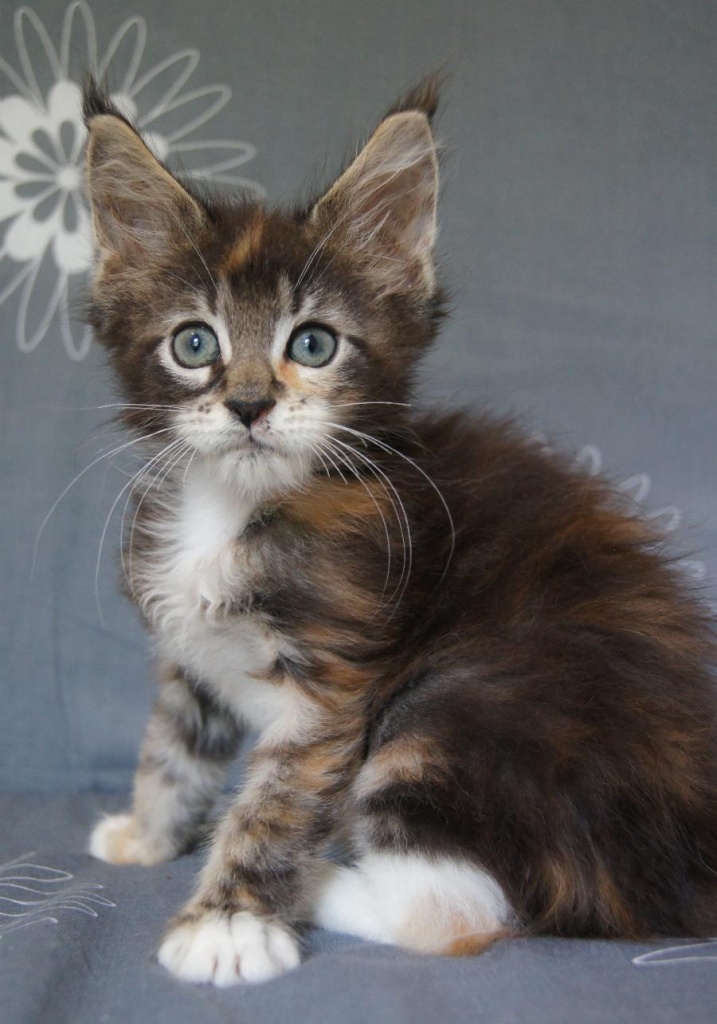 Katzen kennenlernen