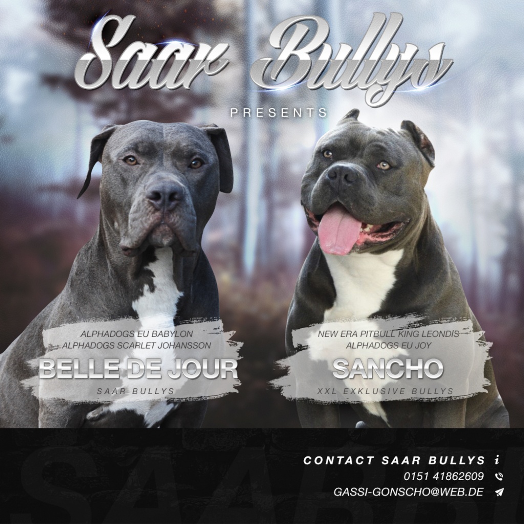 55+ American Bully American Pitbull Terrier