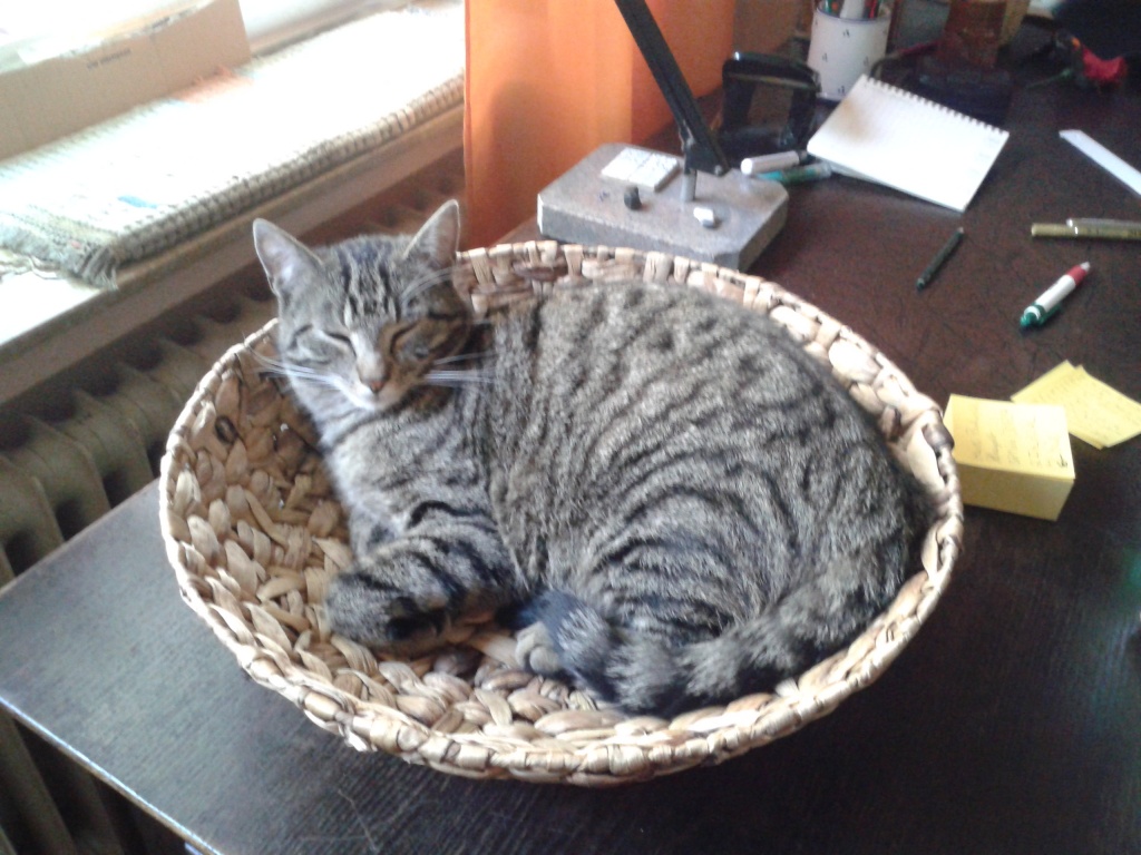 Kater Getigert Vermisst Hauskatzen