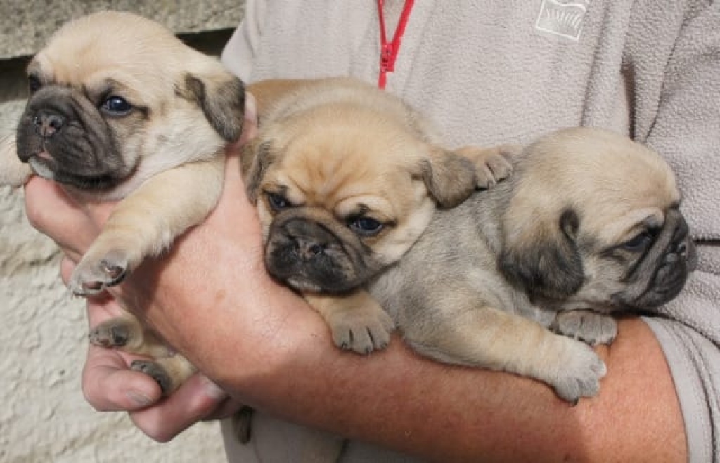 Hunde Tieranzeigen Seite 160