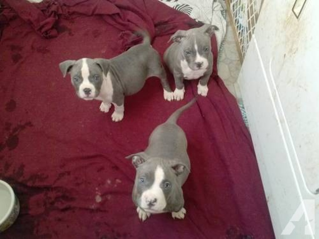 Amstaff Blueline Welpen Pit Bull