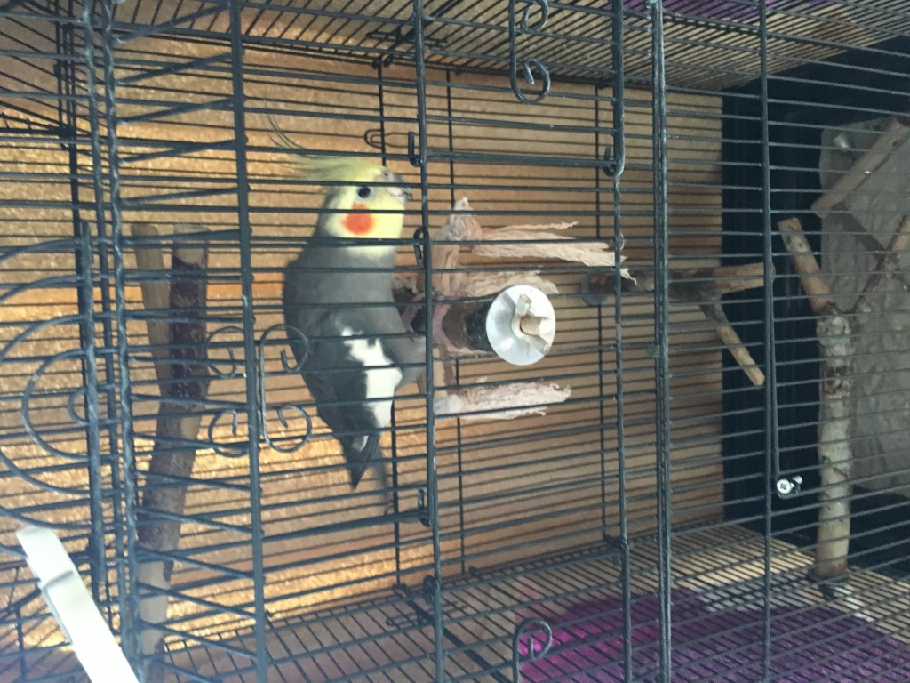 Vögel Tieranzeigen Seite 17