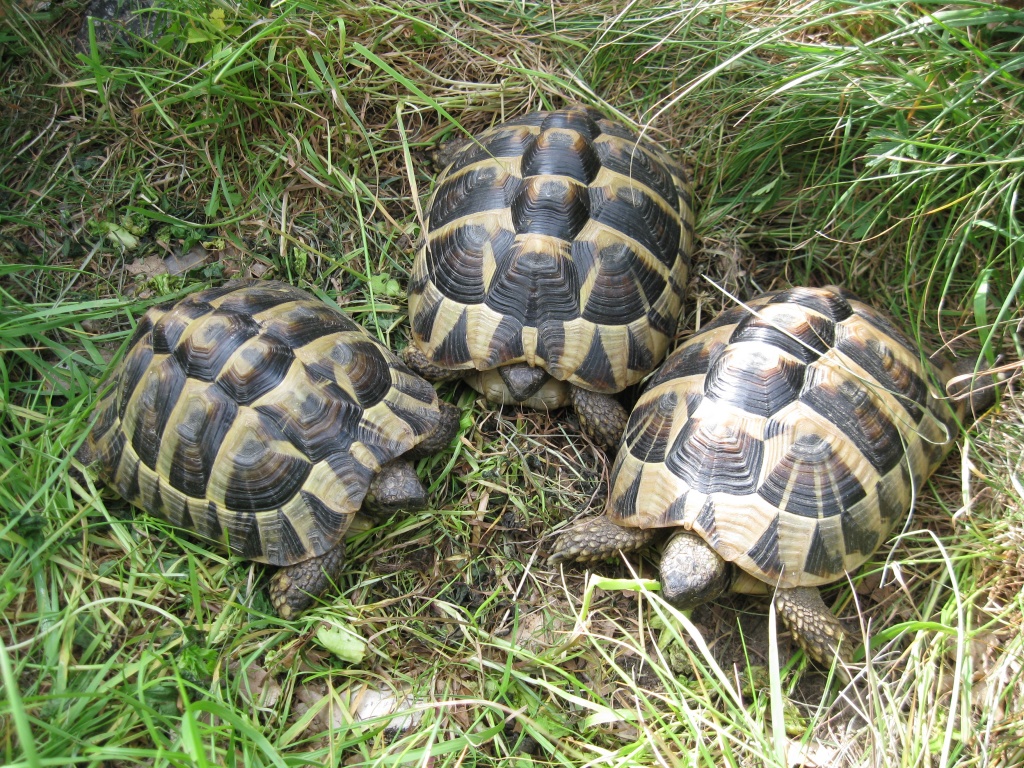 Griechische Landschildkröten (Testudo hermanni) Schildkröten