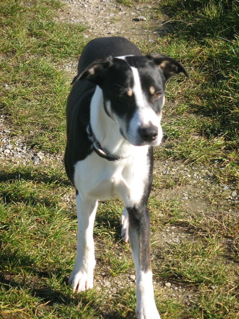 Tieranzeigen Hundeerfahrung Kleinanzeigen