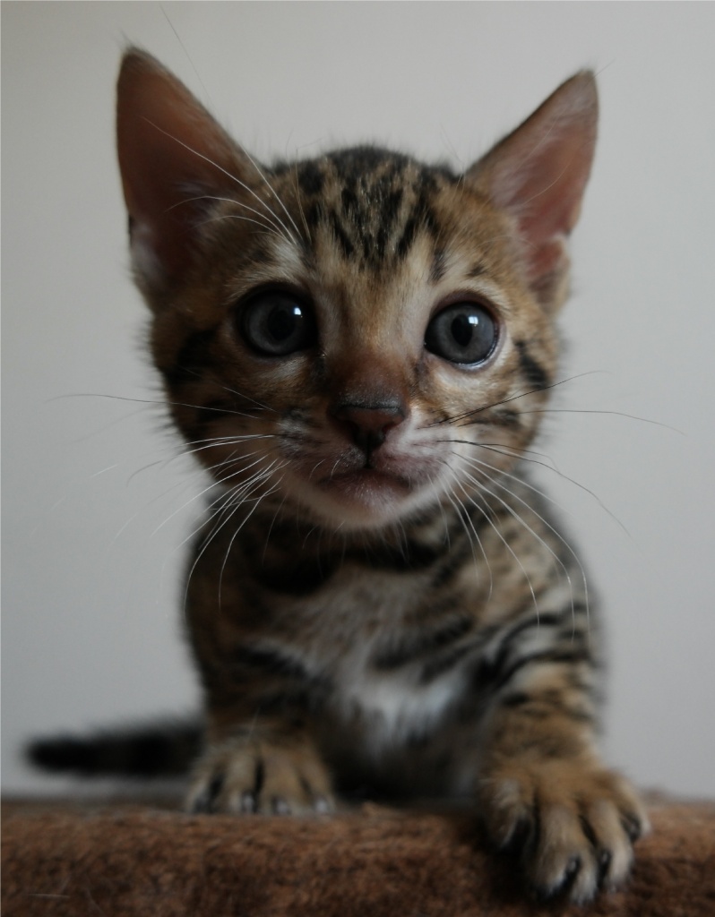 Katzen - Rassekatzen - Bengal Cat Tieranzeigen Seite 5 Katzen - Rassekatzen - Bengal Cat Tieranzeigen Seite 5