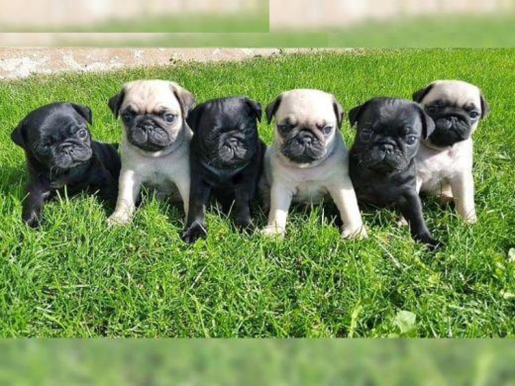 Mops Welpen Ein Traum in Schwarz , Weißer und Beige Mops