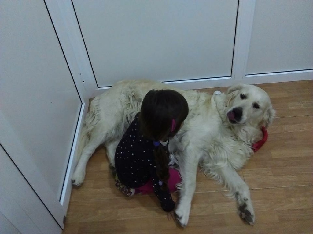 Sally Sucht Ein Neues Zuhause Golden Retriever