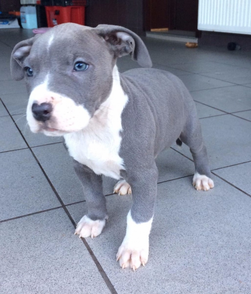 Wunderschone Blueline Staffordshire Terrier Welpen Pit Bull