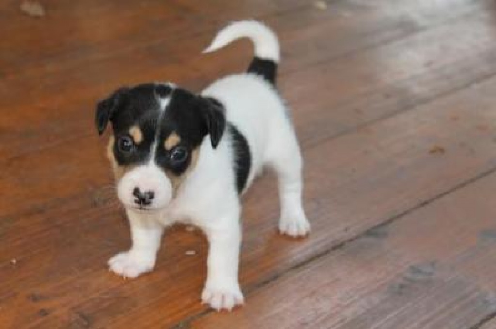 Hunde Rassehunde Jack Russell Terrier Tieranzeigen Seite 1 Hunde Rassehunde Jack Russell Terrier Tieranzeigen Seite 1