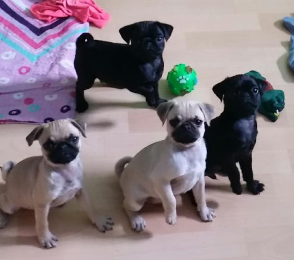 Bildhübsche und Reinrassige Mops Welpen mit EUHeimtierausweis. Mops