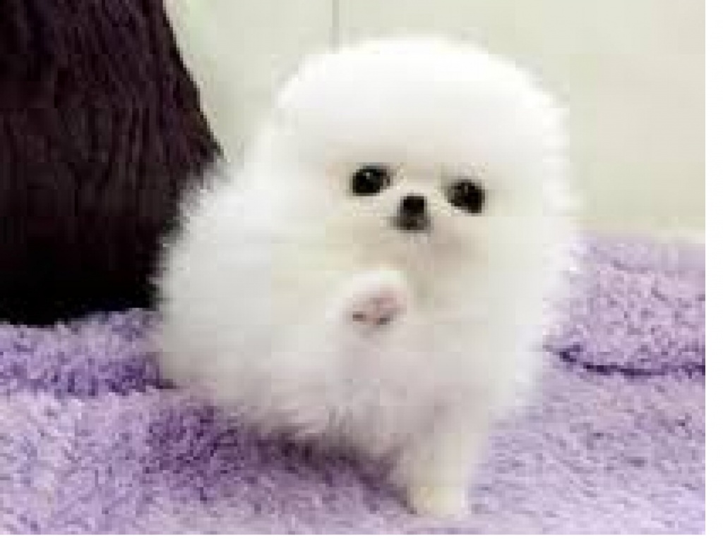 Tieranzeigen Augenkrankheiten Kleinanzeigen