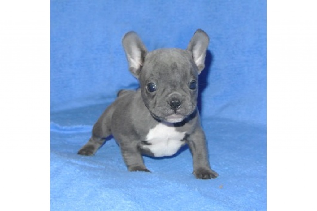 Tieranzeigen Bulldoggen Kleinanzeigen