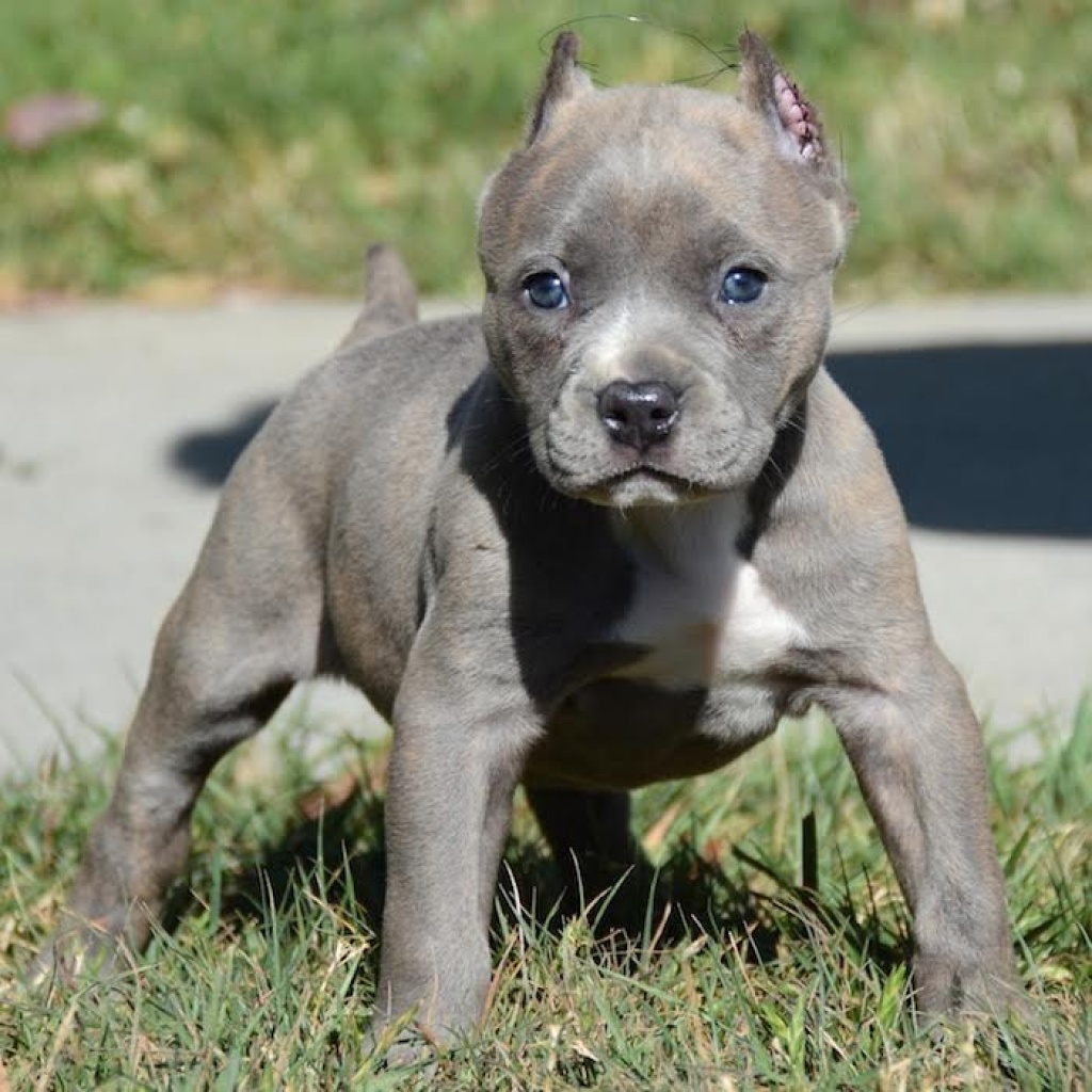 American Pitbull Terrier Blue Line Welpen Pit Bull