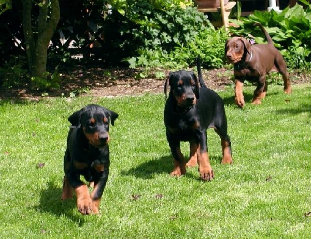 Hunde - Rassehunde - Dobermann Tieranzeigen Seite 1
