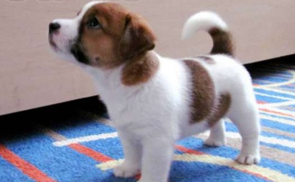 Hunde Rassehunde Jack Russell Terrier Tieranzeigen Seite 1 Hunde Rassehunde Jack Russell Terrier Tieranzeigen Seite 1