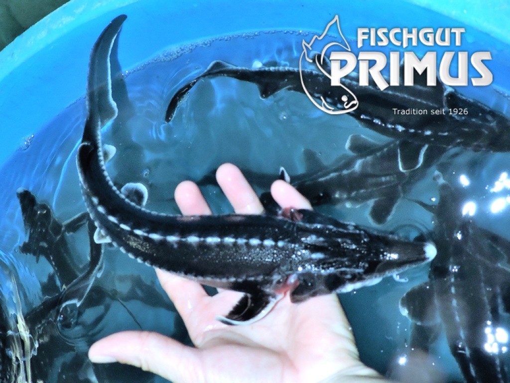Original Hausen Beluga Stor Grosse 30 40 Cm Fische Sonstige