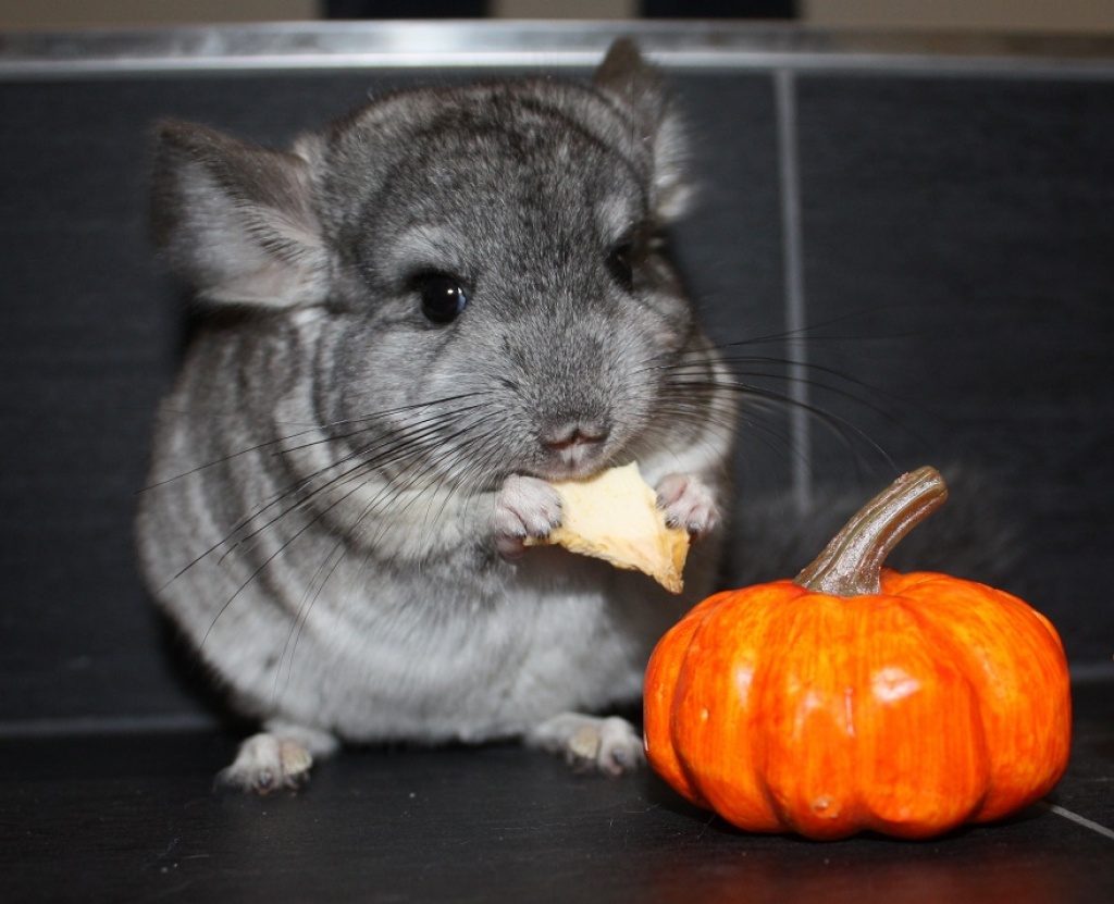 Chinchilla viele Farben zur Auswahl Chinchillas