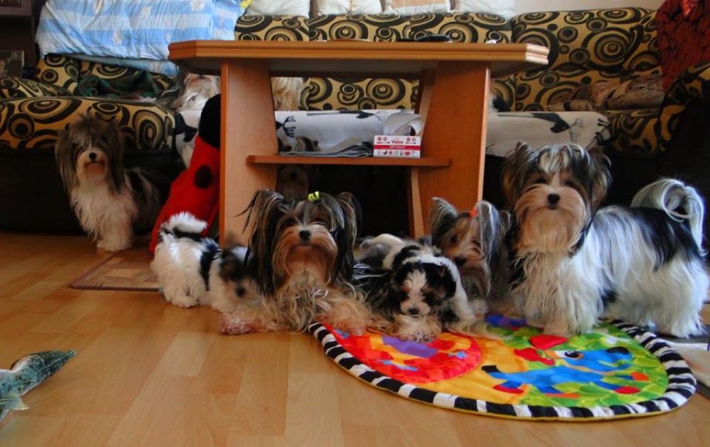 hunde rassehunde biewer yorkshire