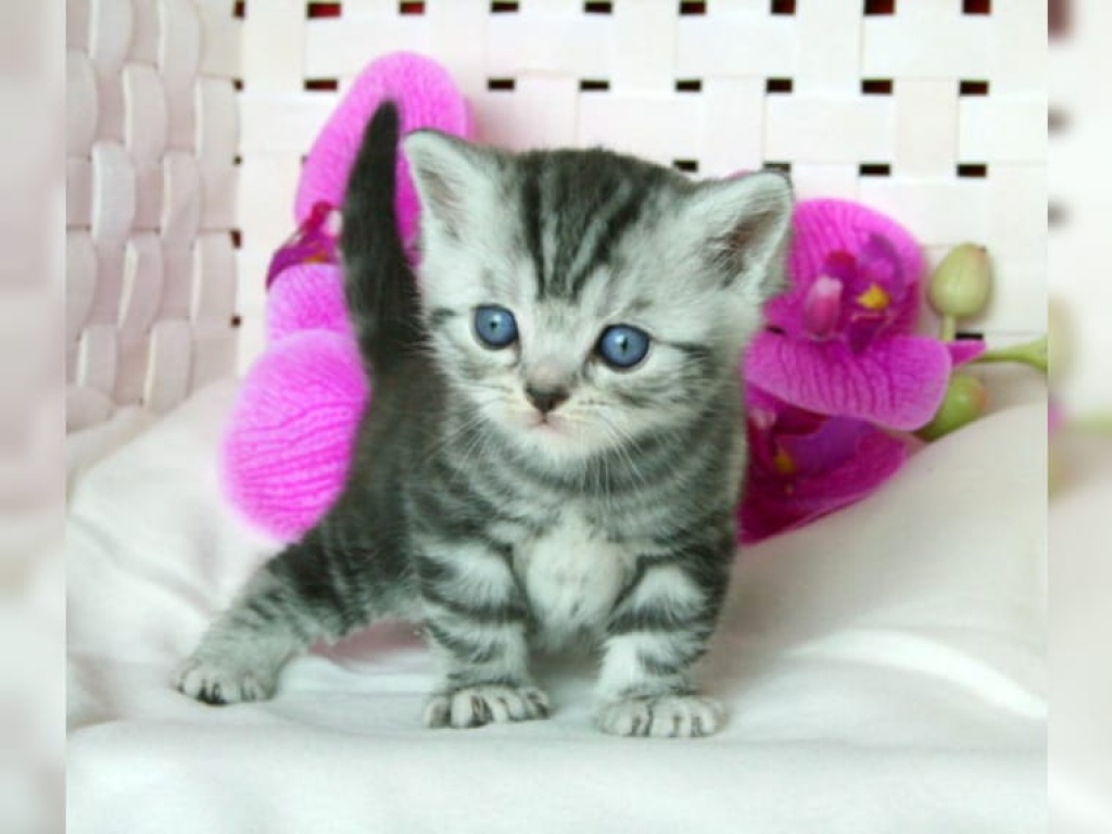Britisch Kurzhaar Kitten Mit Stammbaum Bengal Cat