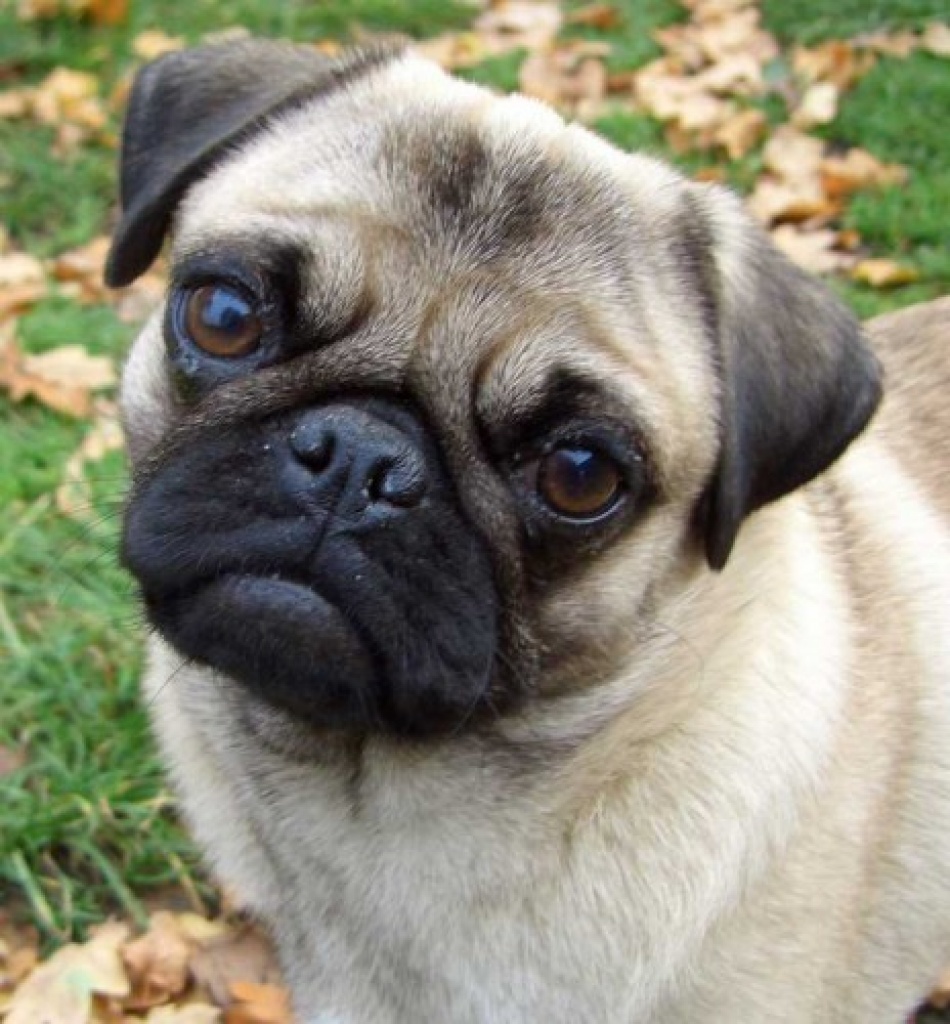 Hunde Rassehunde Mops Tieranzeigen